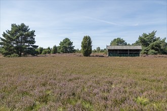 Heather blossom, beehive, juniper (Juniperus communis), near Wilsede, Bispingen, Lüneburg Heath,