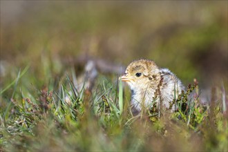 Chick of Red-legged Partridge, Alectoris rufa, North York Moors National Park, Yorkshire, England,