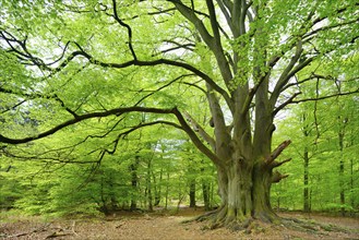 Huge old gnarled beech with moss-covered roots in a former hut forest, Drillingsbuche,