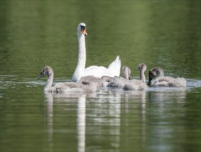 Mute swan (Cygnus olor), adult and young birds swimming on a pond, Thuringia, Germany, Europe