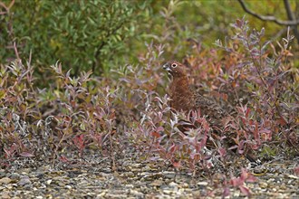 Willow ptarmigan (Lagopus lagopus) is well camouflaged in the autumn coloured bushes, Denali