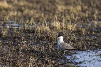 Long-tailed jaeger (Stercorarius longicaudus), adult bird in a bog landscape, Varanger, Finnmark,