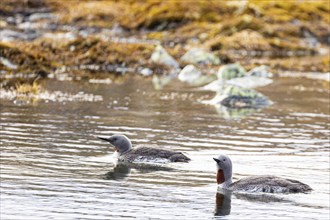 Red-throated diver (Gavia stellata), breeding pair swimming on a lake, Varanger, Finnmark, Norway,