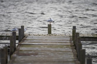 Special pose of a bird on a plough of a jetty, Steinhuder Meer, Mardorf, Neustadt am Rübenberge,