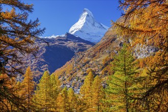 Autumn view of the Matterhorn 4478m and golden yellow larches, Zermatt, Mattertal, Valais,