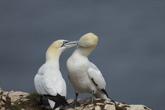 Northern gannet (Morus bassanus) two adult birds courting on a cliff top, Yorkshire, England,