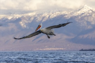 Dalmatian pelican (Pelecanus crispus), flying, snow-capped mountains in the background, magnificent