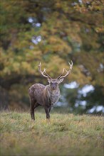 Sika deer (Cervus nippon) adult male buck standing on the edge of a woodland in the autumn,