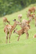 Red deer (Cervus elaphus) mother with her fawn standing on a meadow in the mountains in tirol,