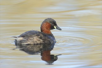 Little grebe (Tachybaptus ruficollis), adult bird in its plumage, on a lake, Stuttgart,