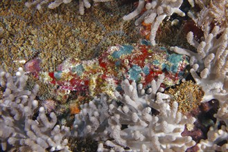 A strikingly patterned fish, humpback scorpionfish (Scorpaenopsis diabolus), amidst corals, dive