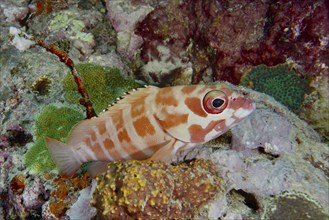 Mottled grouper (Epinephelus fasciatus), resting among colourful corals, dive site Coral Garden,