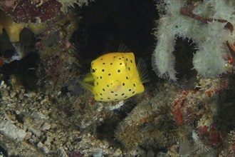 Square yellow fish, yellow boxfish (Ostracion cubicus) juvenile, hidden between corals and sea