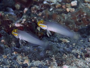 Two gobies with yellow heads, golden-fronted sleeper goby (Valenciennea strigata), swimming above