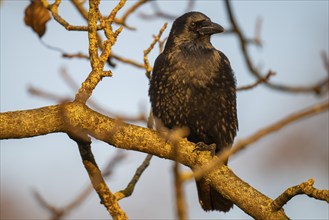 Raven (Corvus corax) sitting on a branch, morning light, Rosensteinpark, Stuttgart,