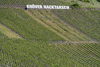 Kröver Nacktarsch vineyard, Moselle, Rhineland-Palatinate, Germany, Europe