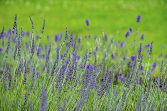 Lavender in bloom, North Rhine-Westphalia, Germany, Europe