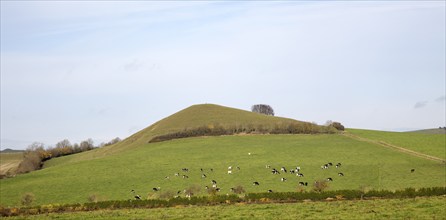 Cattle grazing on hillside of Picked Hill, Wilcot, Wiltshire, England, Uk