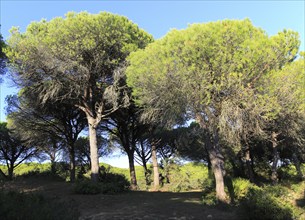 Stone pine trees, Pinus pinea, Parque Natural de Acantilado, Parque Natural de La Brena, Barbate,