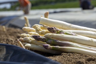 Agriculture asparagus harvest in Mutterstadt, Palatinate