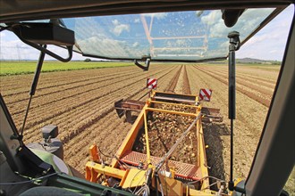 Farmer Markus Frank from Frankenthal during the agricultural onion harvest (onion harvesting)