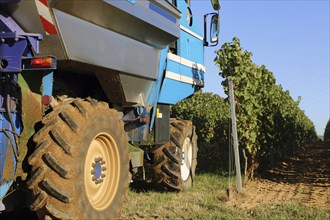 Grape grape harvest with full harvester in the district of Bad Dürkheim, Rhineland-Palatinate