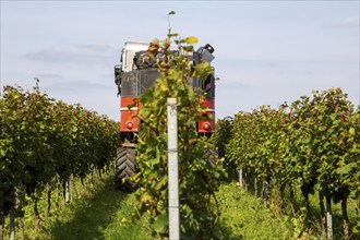 Harvest of Sankt Laurent red wine grapes in the Palatinate