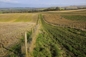 Chalk landscape view to Lansdowne monument, Cherhill, North Wessex Downs, Wiltshire, England, UK