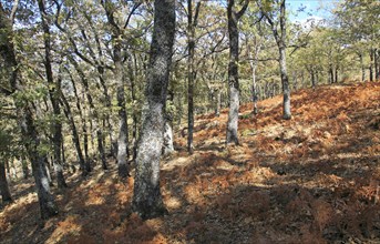 Autumn woodland Sierra de Tormantos mountains, near Cuacos de Yuste, La Vera, Extremadura, Spain,