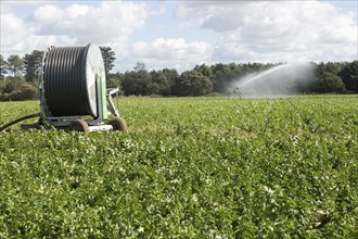 Irrigation sprayer watering field of crops near Tunstall, Suffolk, England, UK