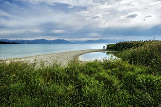 Reeds on the shore of Lake Chiemsee with Chiemgau Alps, Seebruck, Seeon, Chiemsee, Chiemgau, Upper