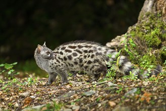 Common genet (Genetta genetta), wildlife in a forest, Montseny National Park, Catalonia, Spain,