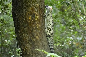 Common genet (Genetta genetta), climbing on a tree wildlife in a forest, Montseny National Park,