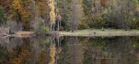 Autumn colours, autumn coloured trees are reflected in the water of the moor pond, Oberstdorf,