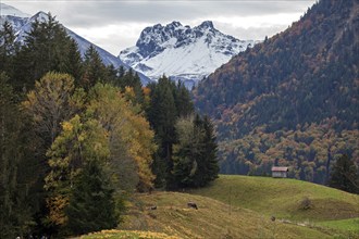 Autumn colours of the trees, mountains of the Allgäu Alps in the background, near marsh pond,