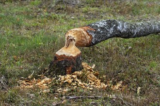 Tree felled by a beaver at the moor pond, Oberstdorf, Oberallgäu, Allgäu, Bavaria, Germany, Europe