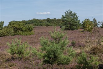 Heather blossom, trees, Wilseder Berg near Wilsede, Bispingen, Lüneburg Heath, Lower Saxony,