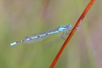 Common blue damselfly (Enallagma cyathigerum), male sitting on a blade of grass, wildlife,