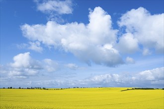 Rapeseed field, rapeseed (Brassica napus) in bloom, blue sky, white clouds, Thuringia, Germany,