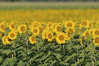 Sunflowers (Helianthus annuus), sunflower field in bloom, North Rhine-Westphalia, Germany, Europe