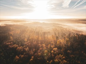 Dense forest in autumnal splendour at sunrise, enveloped in golden light and gentle mist, radiating