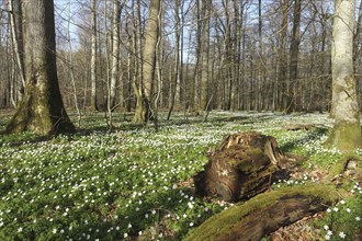 Wood anemone (Anemone nemorosa) Carpet of flowers in deciduous forest, Allgäu, Bavaria, Germany,