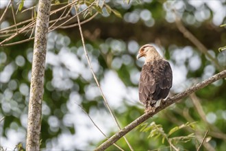 Yellow-headed caracara (Milvago chimachima), sitting on a branch in the rainforest, Corcovado