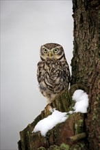 Little owl (Athene noctua), adult perch in the snow, in winter, Zdarske Vrchy, Bohemian-Moravian