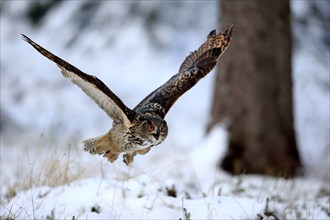 Eurasian Eagle-owl (Bubo bubo), adult flying in winter calling in the snow, Zdarske Vrchy,