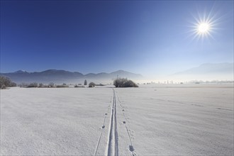 Cross-country skiing, ski track, snow, sunbeams, sunny, cold, Loisach-Lake Kochel-Moor, Alpine