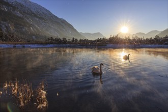 Two swans swimming on a lake, evening light, sunbeams, snow, winter, seven springs, behind