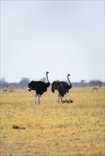 Common ostrich (Struthio camelus), adult female and male with six young, chicks, animal family,