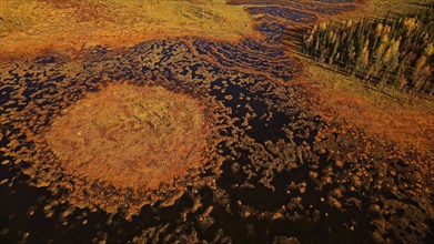 Moor, adjacent forest, autumn, intense colouring, drone shot, without horizon, Lapland, Northern