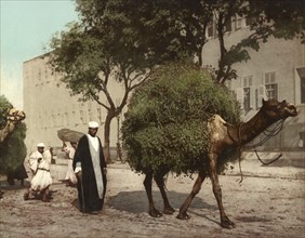 Cairo, Fellahs transporting fodder to town, Egypt, digitally restored reproduction from a 19th